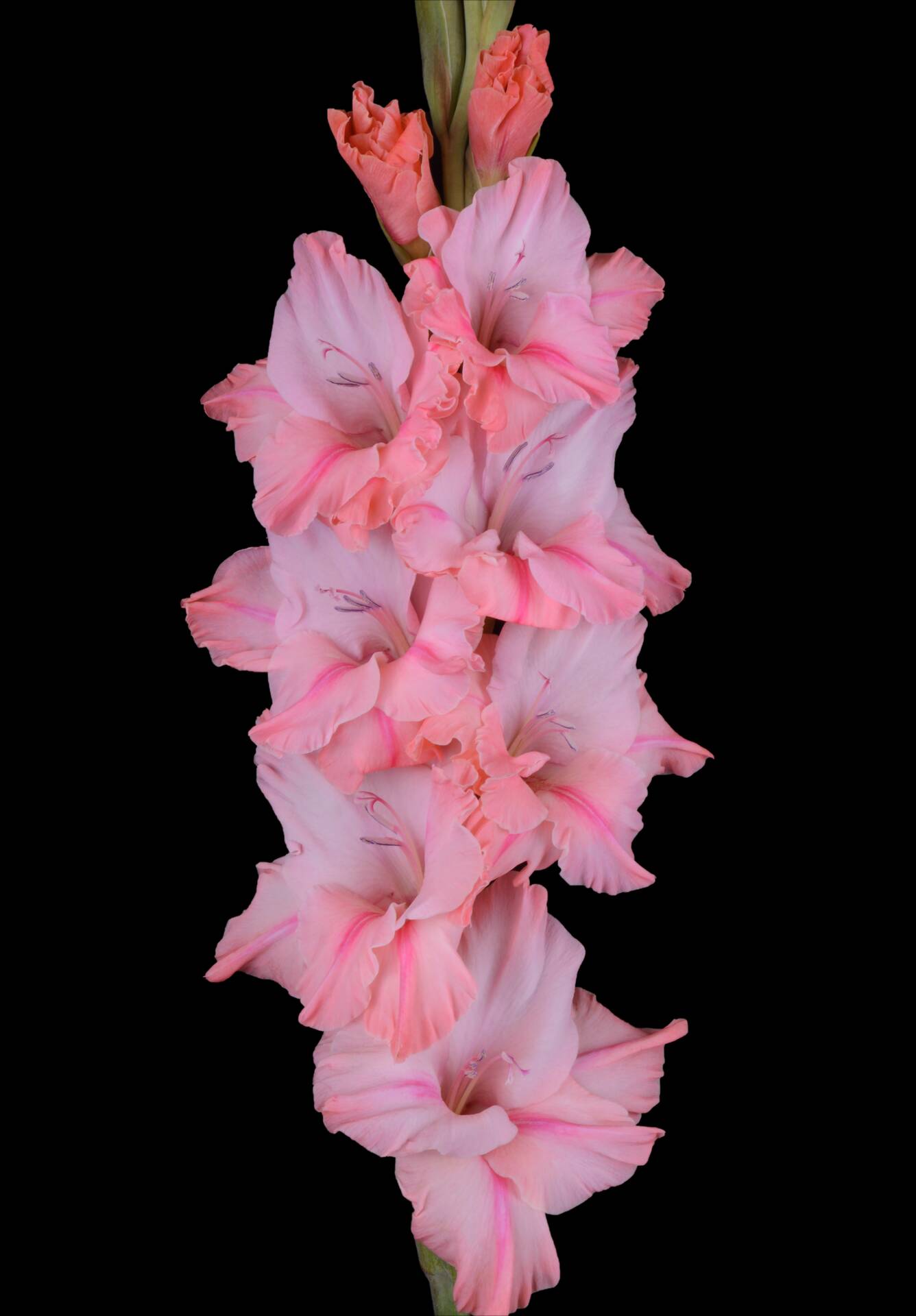 Гладиолус крупноцветковый Небоскреб